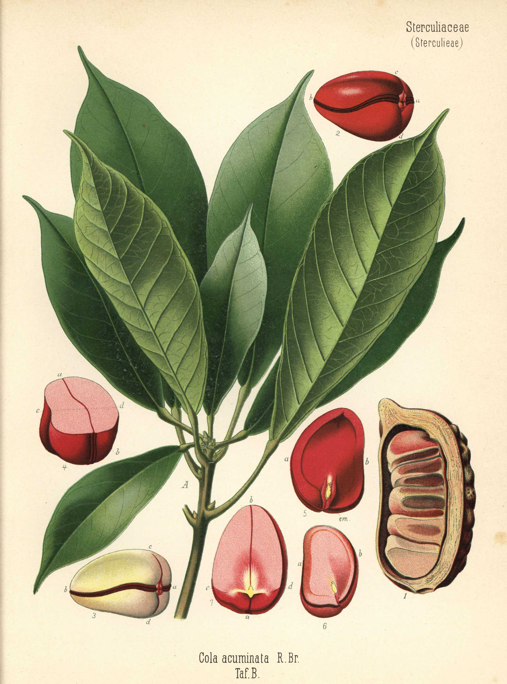 A botanical illustration of a Kola tree leaves and a diagram of a kola nut.