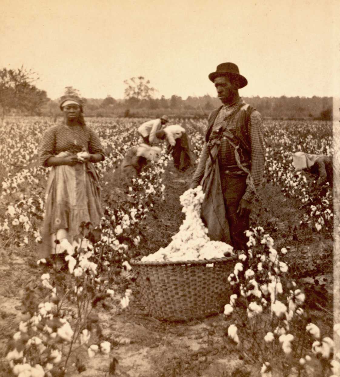 Two people stand in a cotton field. The man in standing near a large basket filled with cotton, while the woman stands in the next row.