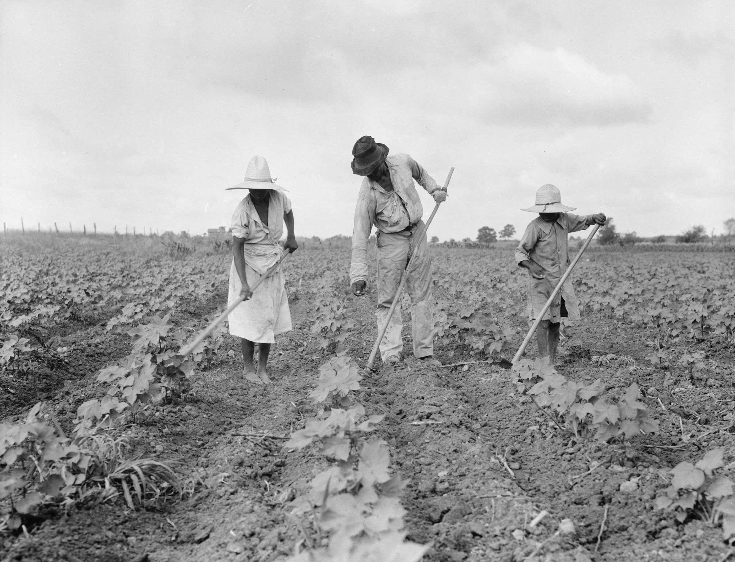 Black and white photograph of a man, woman and child working in an agricultural field.  They are all holding hoes as they work the land.