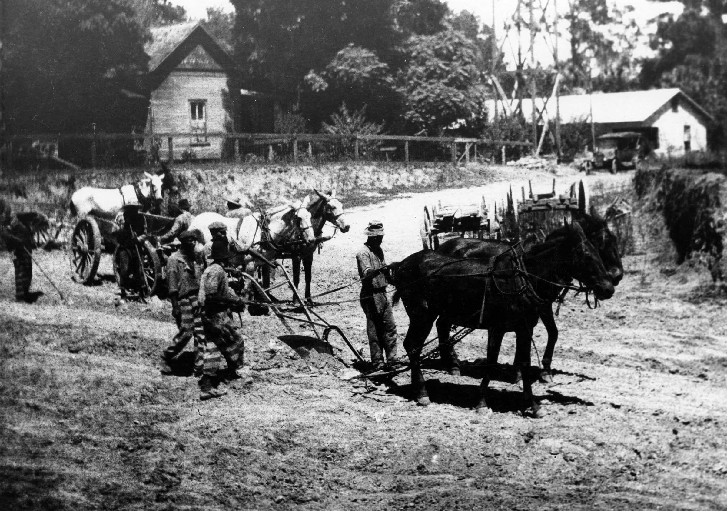 Black and white photograph of men working in field with horse drawn plows.   The men are dressed in striped prison clothing.