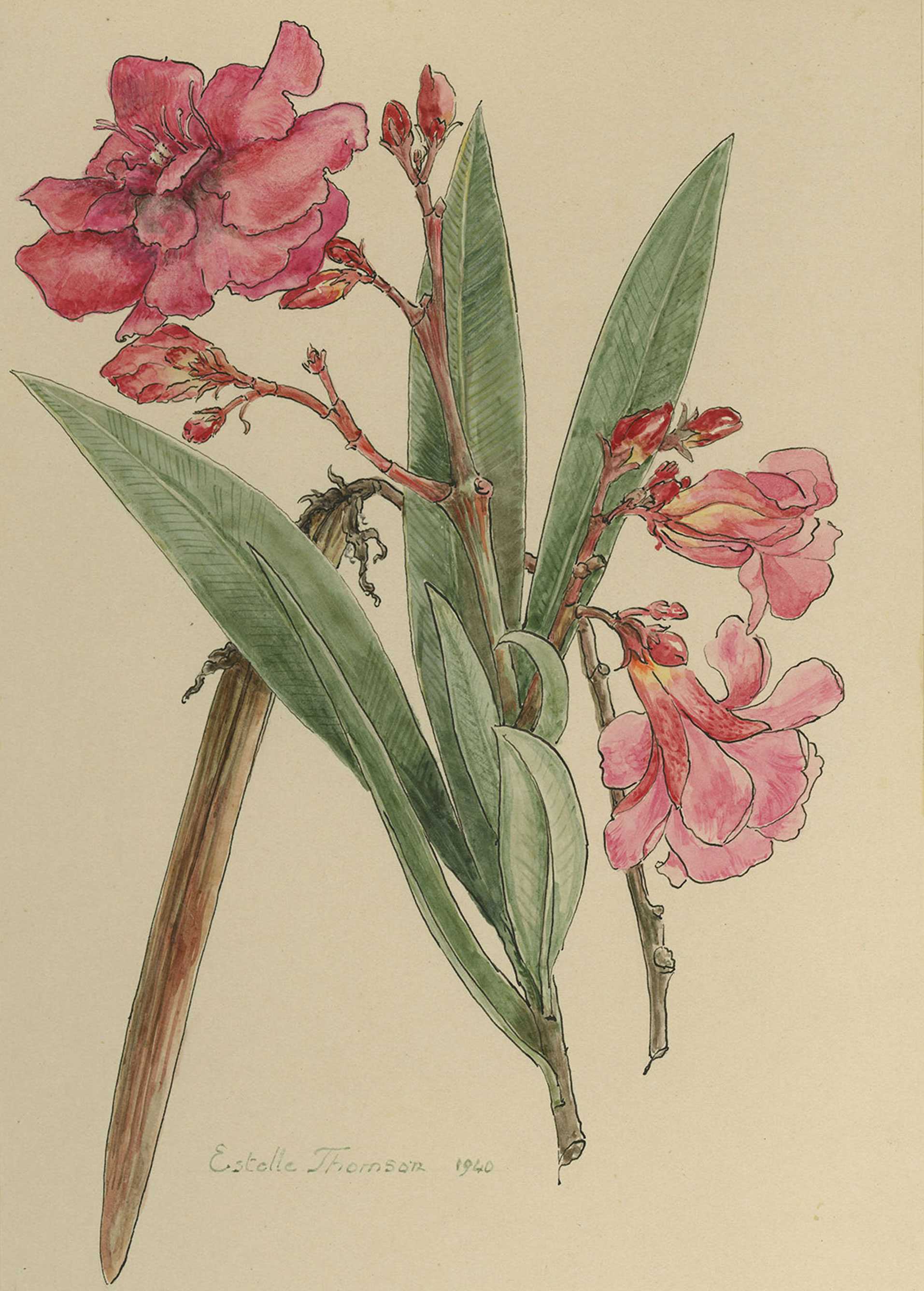 A botanical illustration of a Oleander. The plant has long green leaves, petal pink leaves, and buds.