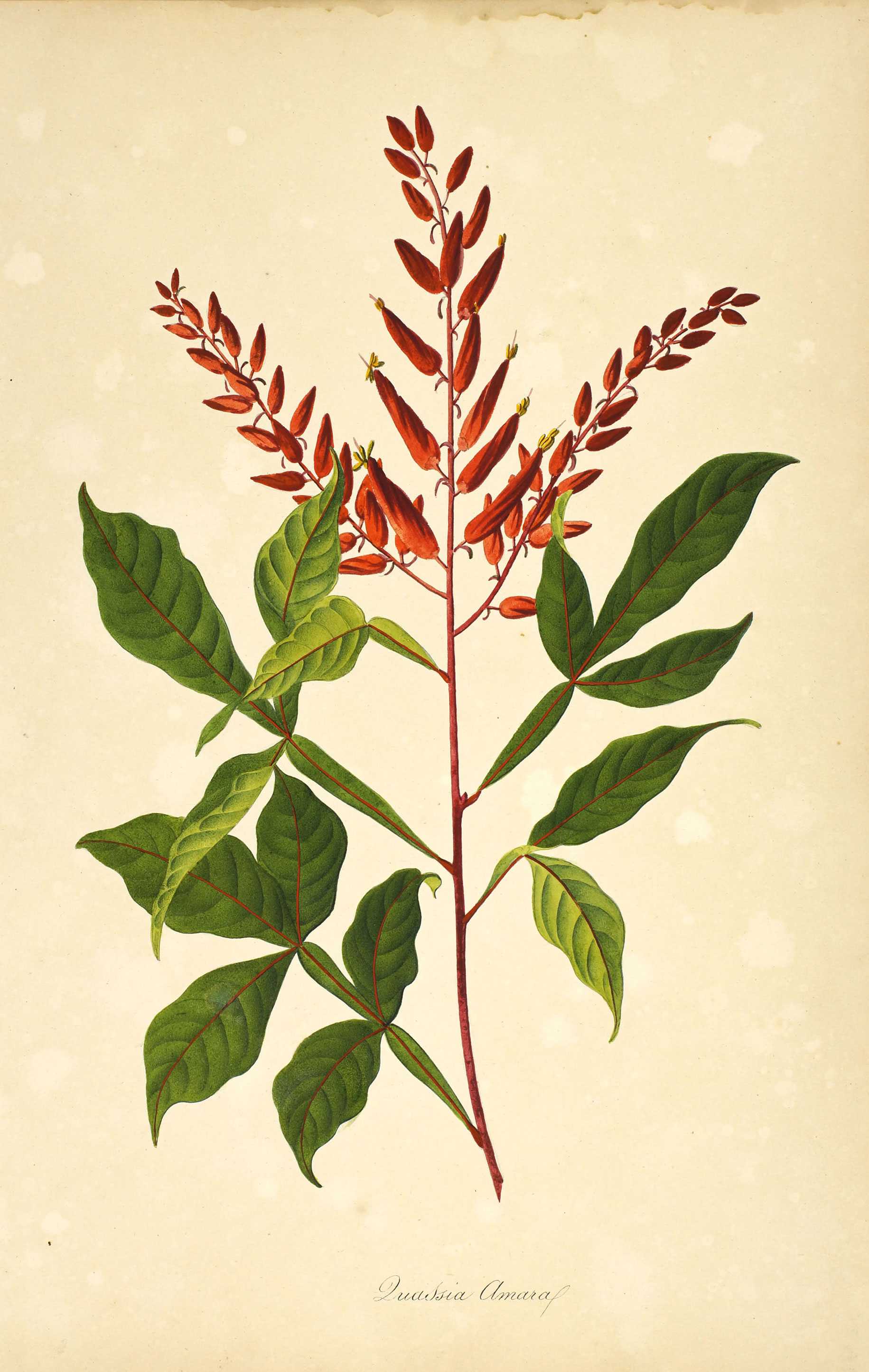 A botanical illustration of a Quassia amara. The plant has red brancesh, red buds, and green leaves with red viens.