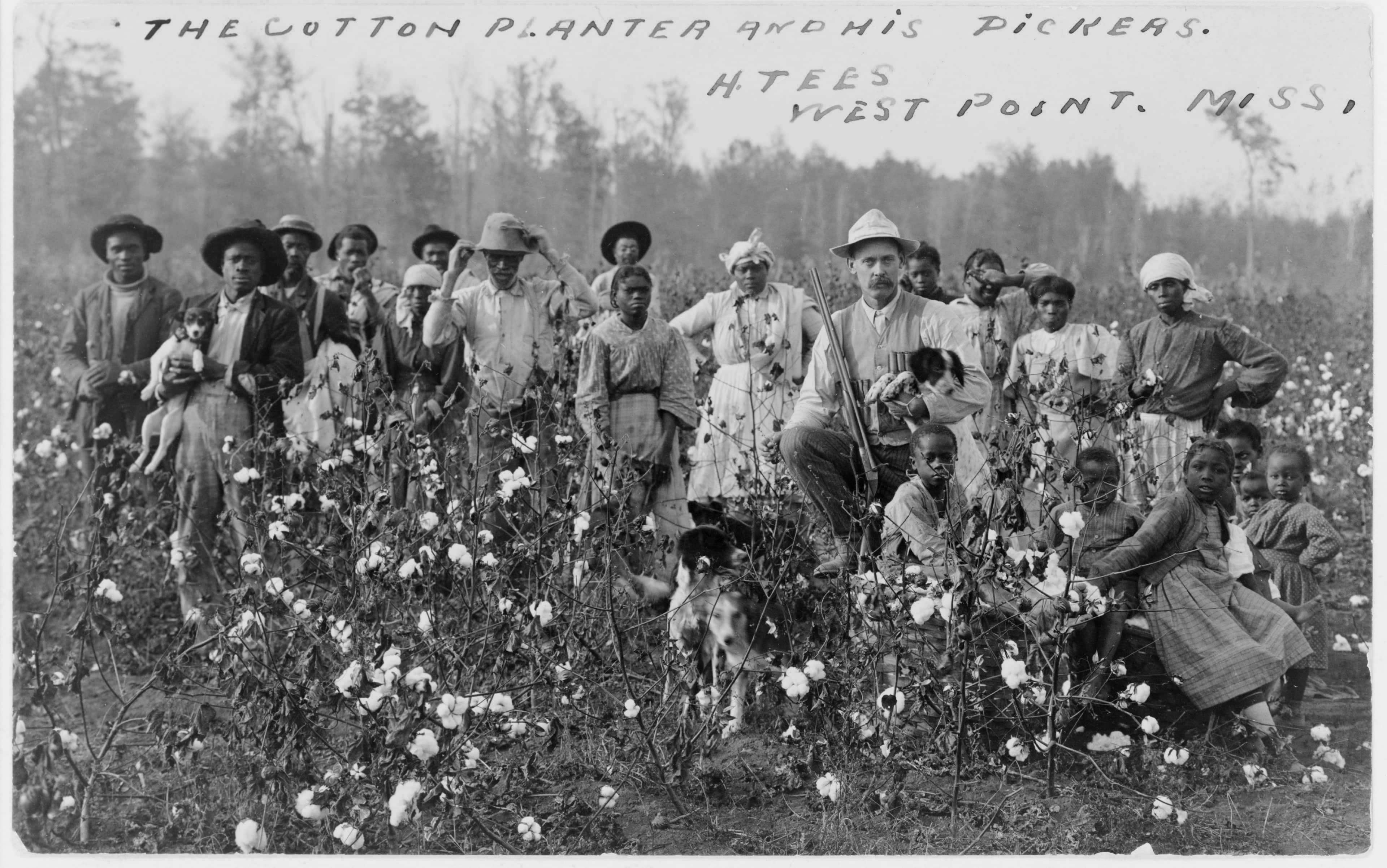 African Americans, adults and children, stand in a cotton field. A white man stand in the foreground with a gun.