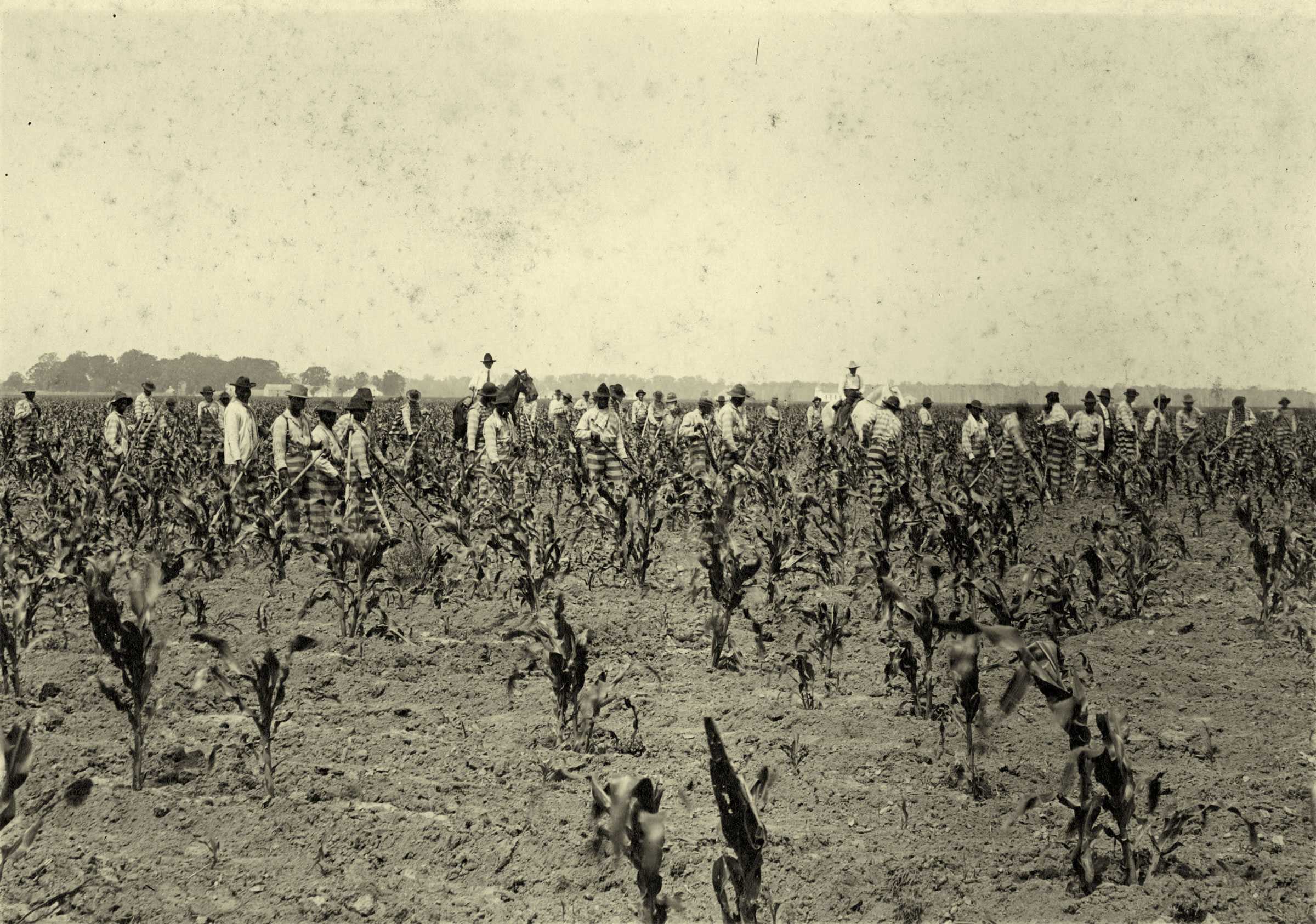 A photo of workers working on a plantation in striped pants and white shirts. A few guards on horses oversee them.