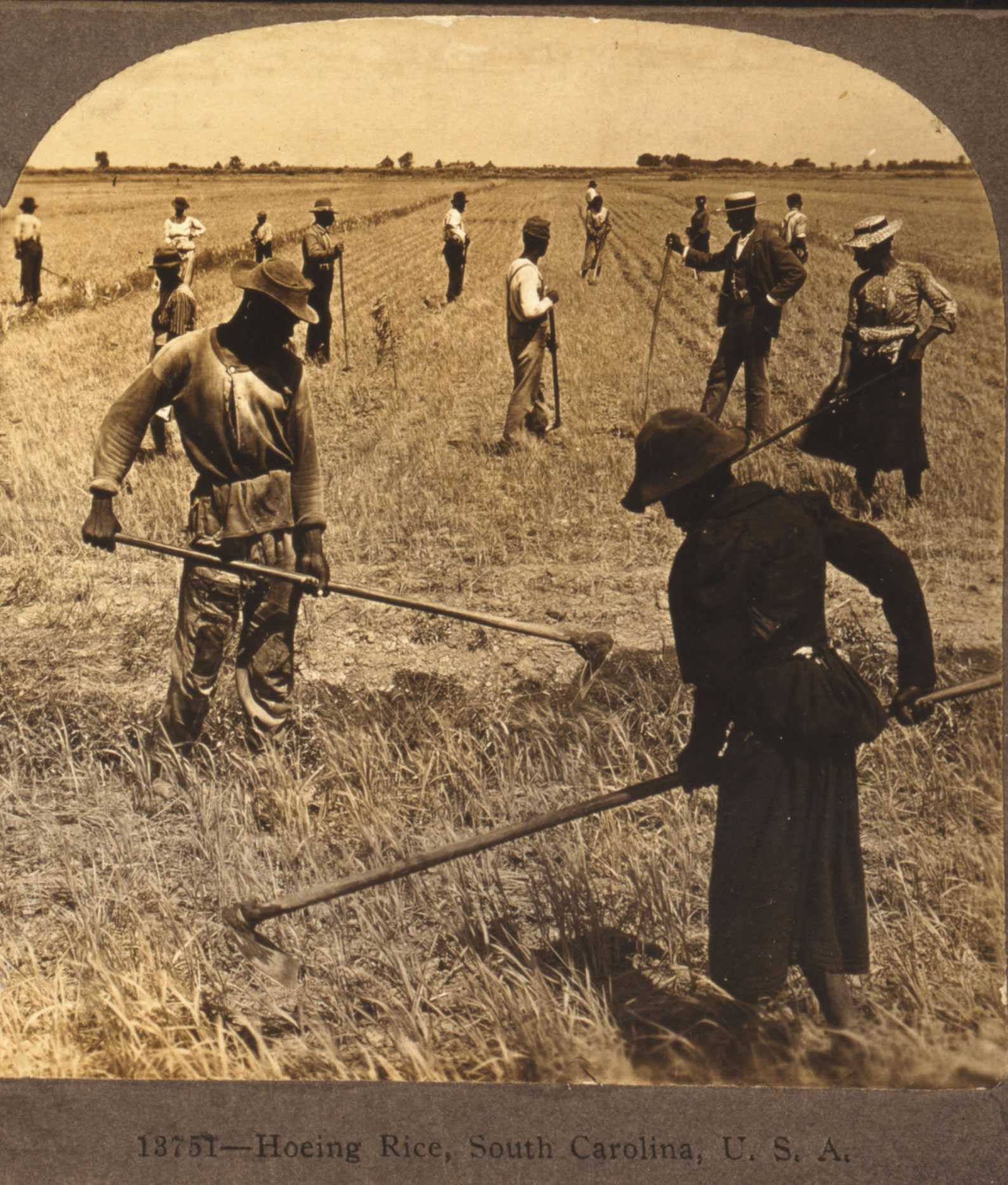 A sepia tone photograph of men hoeing rice. Two figures work in the foreground while others are scattered behind them.