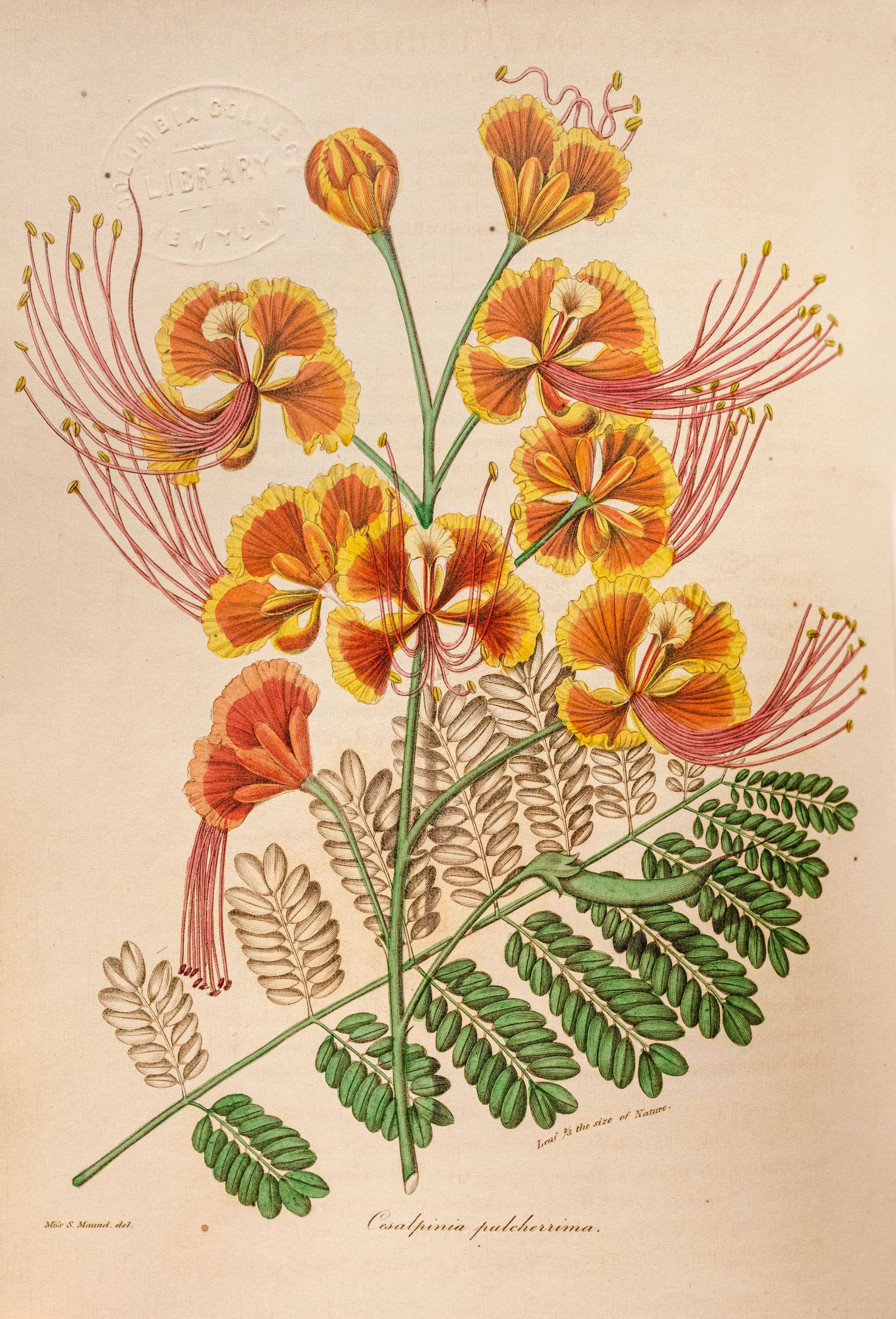 A botanical illustration of Peacock flower with beatiful orange and yellow flowers with pink tails.