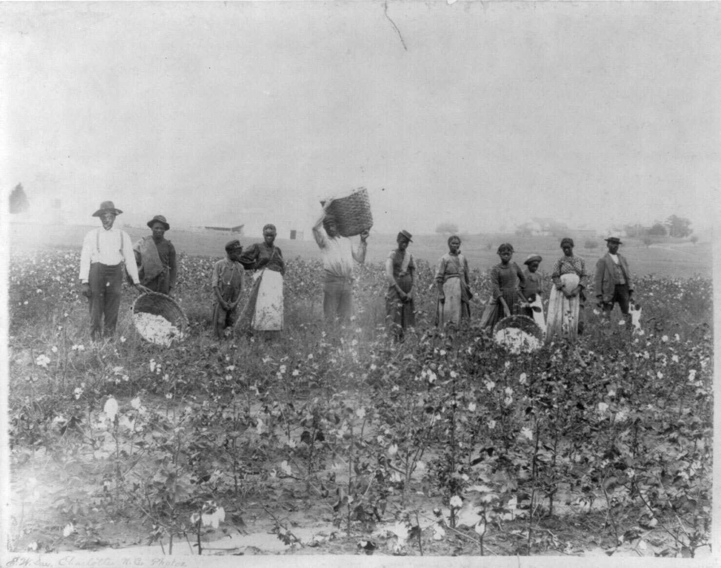 A black and white worn photo of cotton pickers standing in a field of cotton.