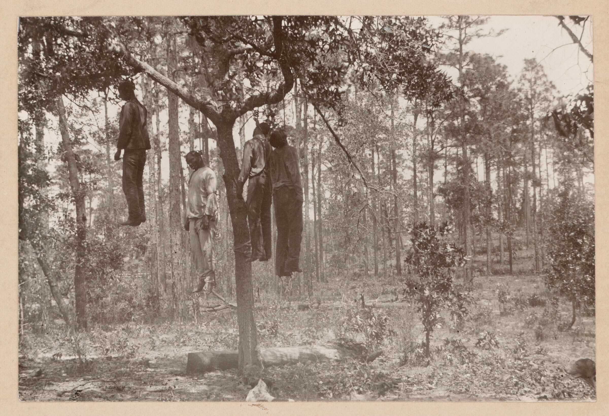 A silver gelatin print of the 4 lynched bodies, hanging from a tree in a wooded area.