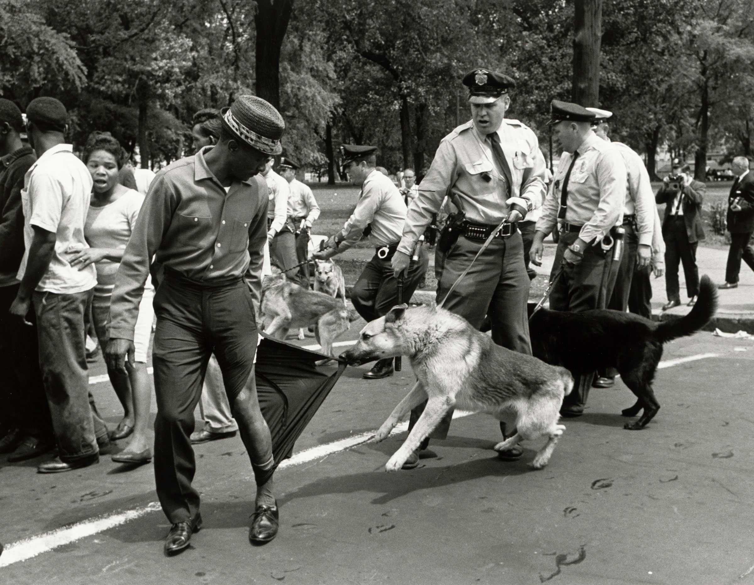 A black-and-white photograph of Henry Shambry having his left pant leg torn off by a police dog in a demostration crowd.