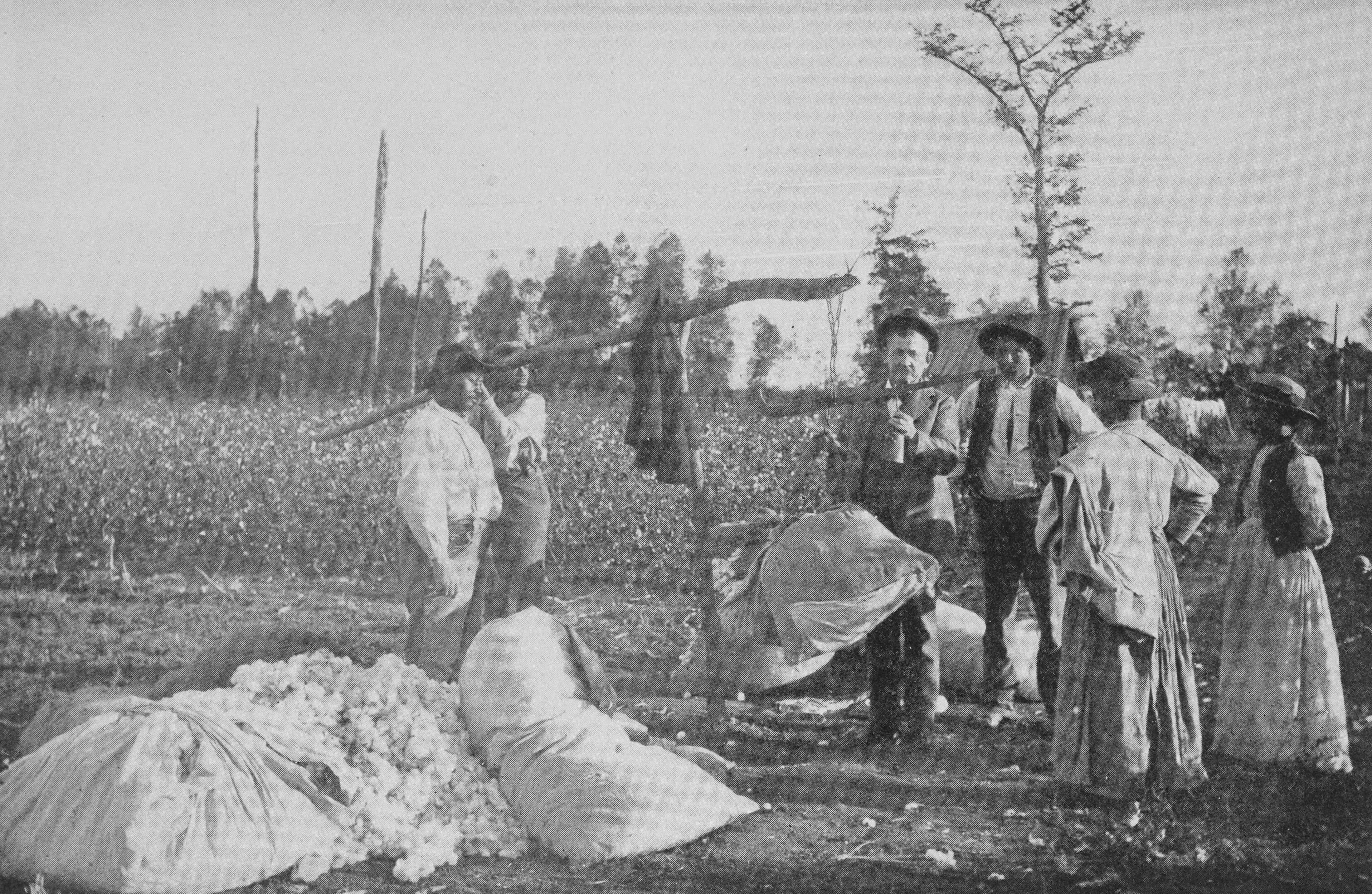 A black and white photograph of cotton workers weighing their cotton. The white man is adding the weights to the scale.